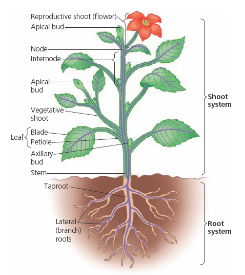 Biology